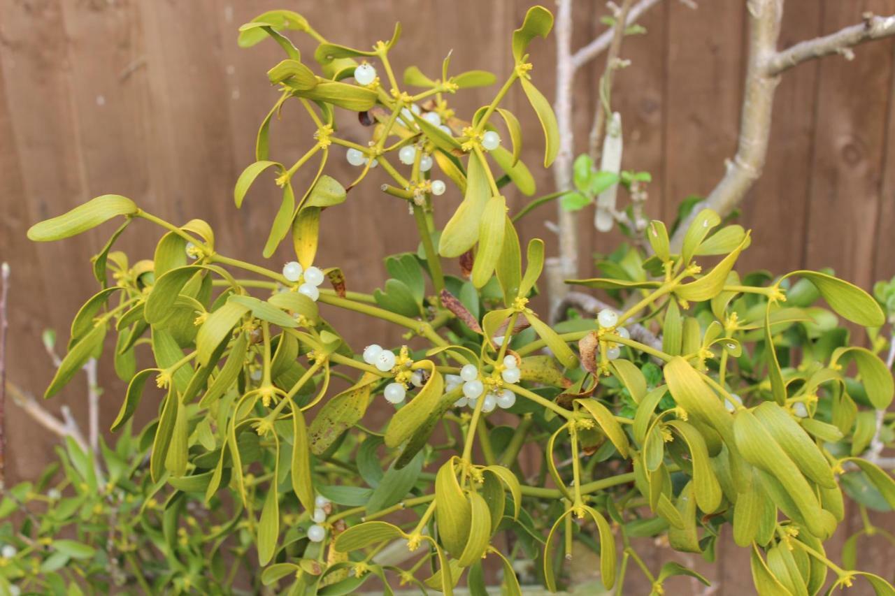 Mistletoe